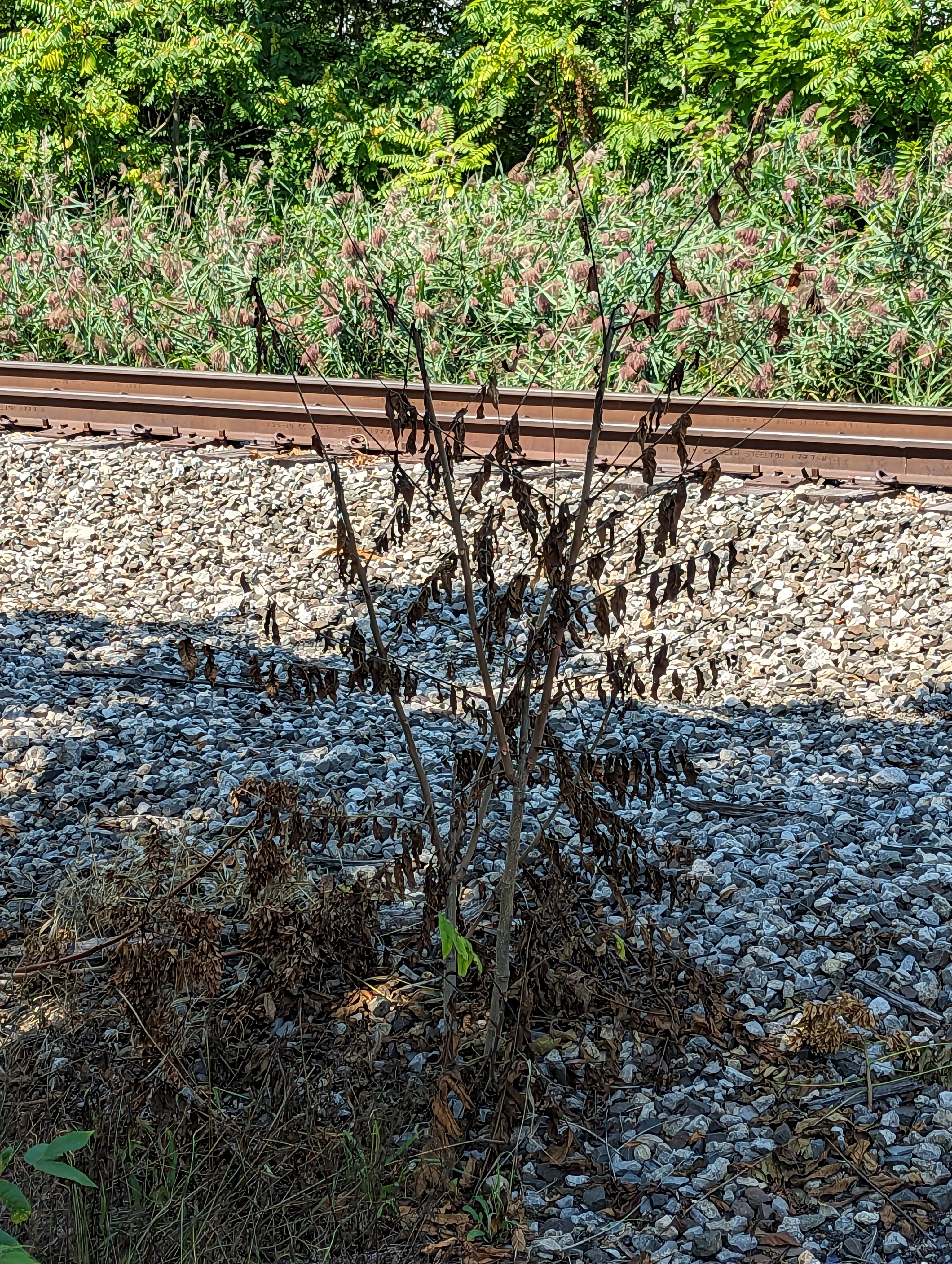 Young ToH sprout killed with herbicide.